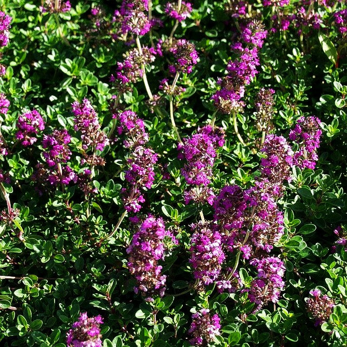 Frühblühender Thymian 'Purpurteppich' (Thymus praecox)