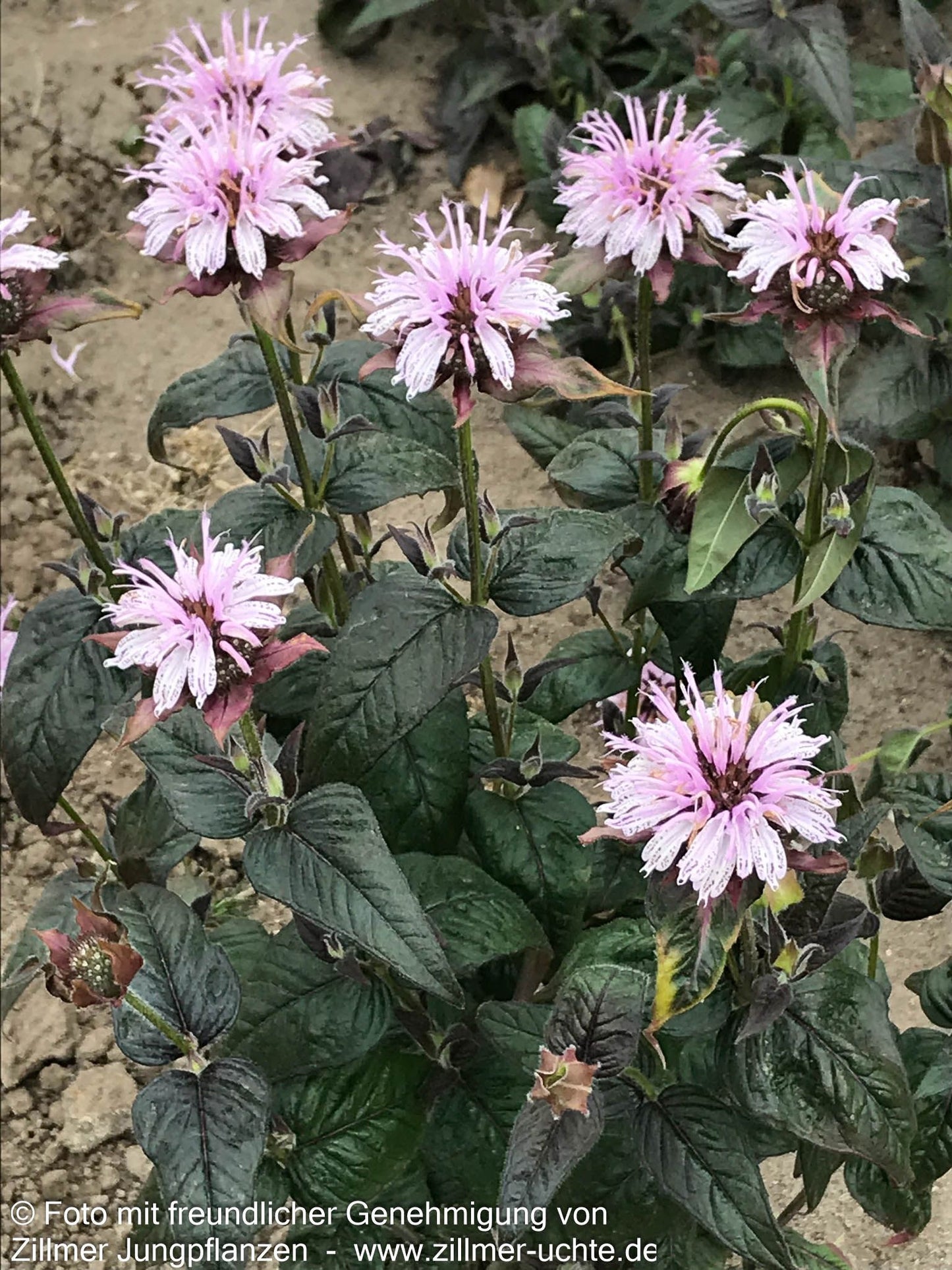 Frühe Indianernessel 'Verbesserte Ozark' (Monarda bradburiana)