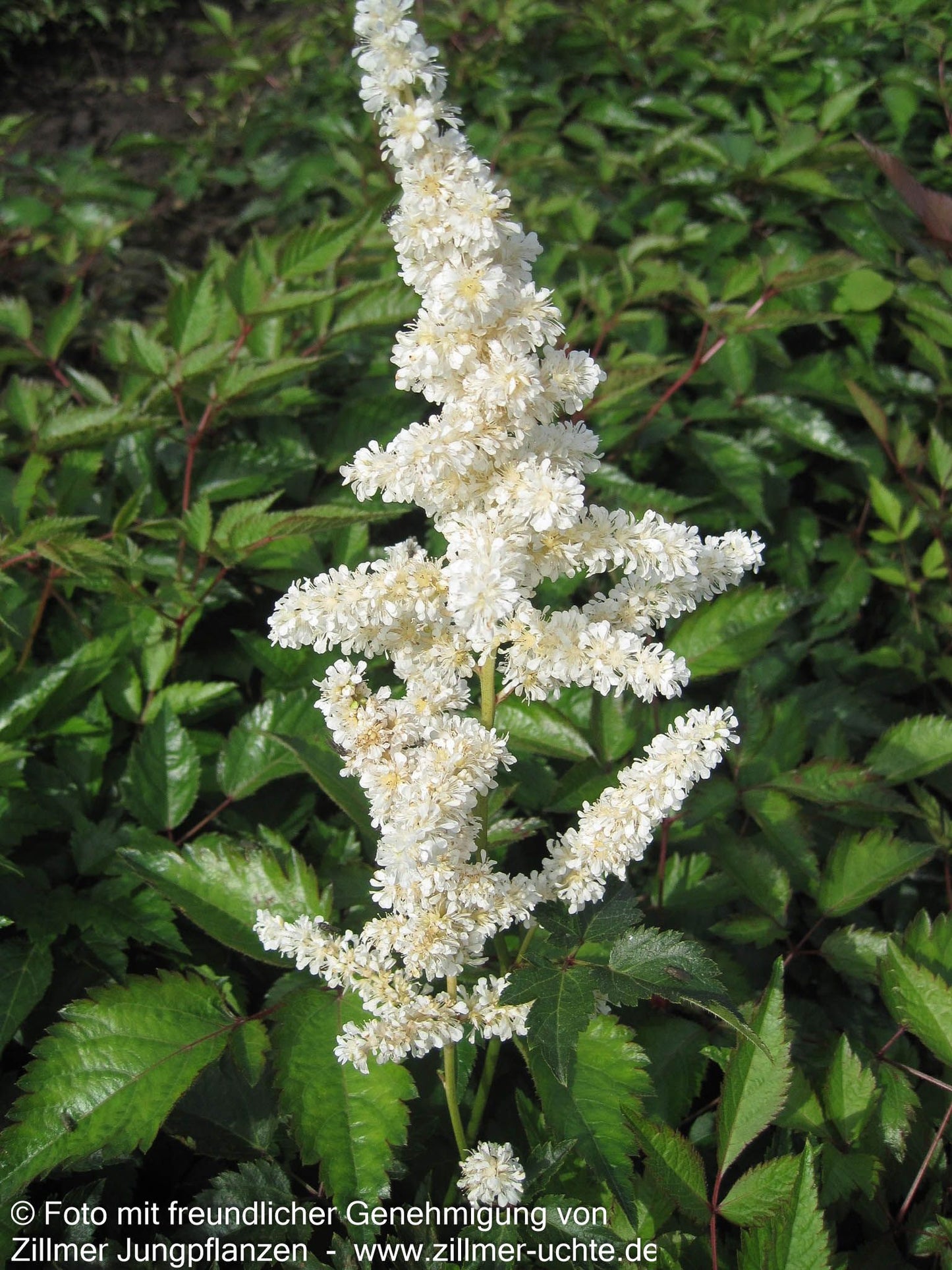 Frühe Prachtspiere 'Deutschland' (Astilbe japonica)