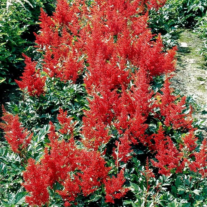 Frühe Prachtspiere 'Montgomery' (Astilbe japonica)