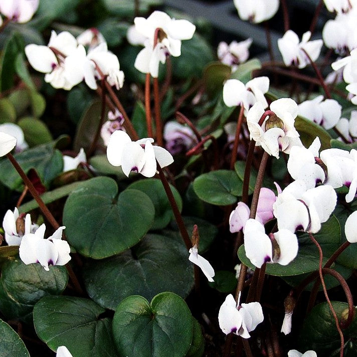 Frühlings-Alpenveilchen 'Album' (Cyclamen coum)