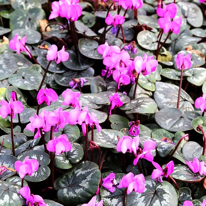 Frühlings-Alpenveilchen 'Experimental Dark Rose' (Cyclamen coum)
