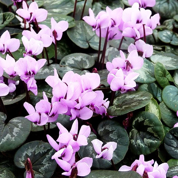 Frühlings-Alpenveilchen 'Experimental Pink' (Cyclamen coum)