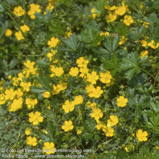 Frühlings-Fingerkraut (Potentilla neumanniana)