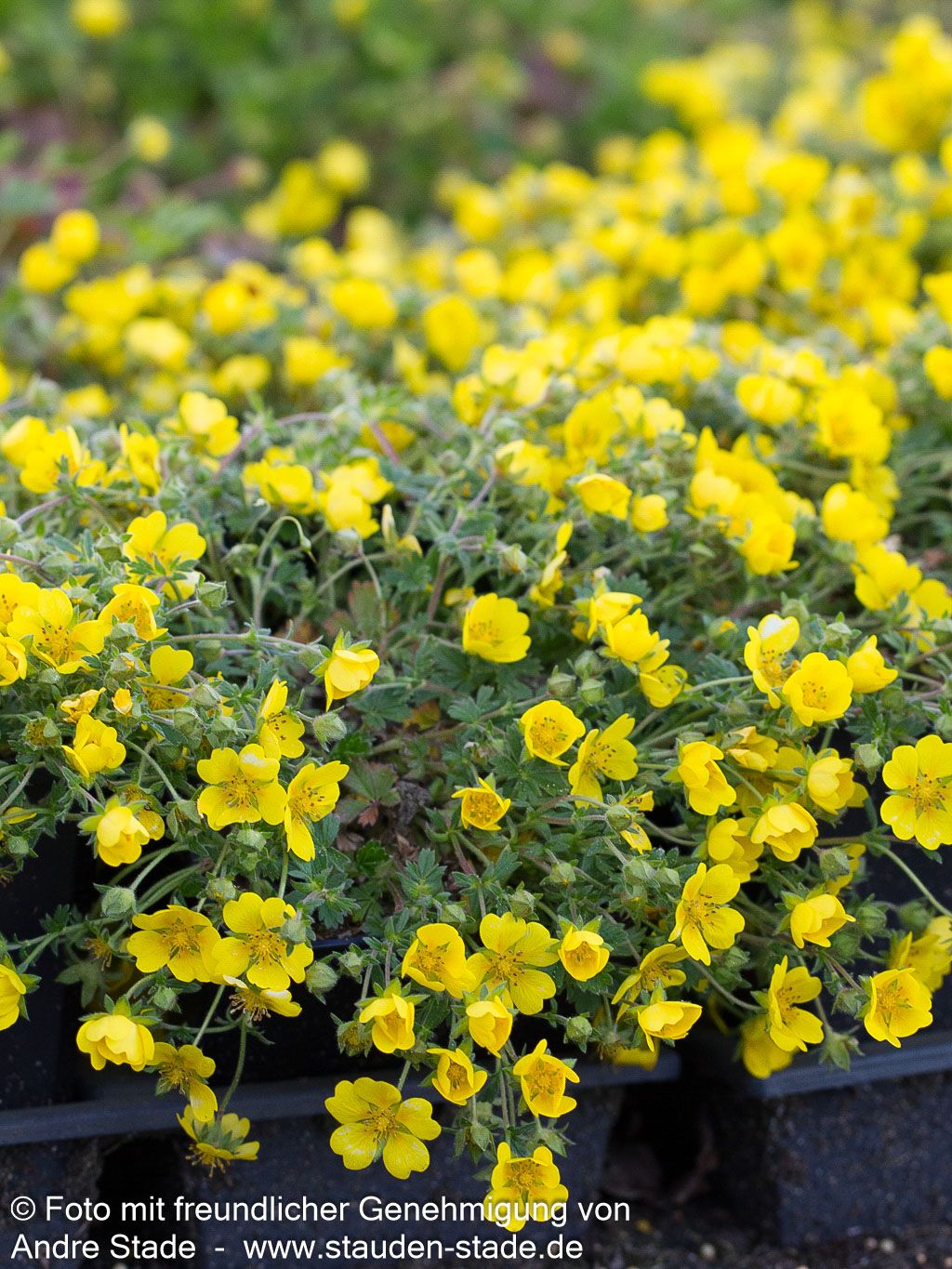 Frühlings-Fingerkraut (Potentilla neumanniana)