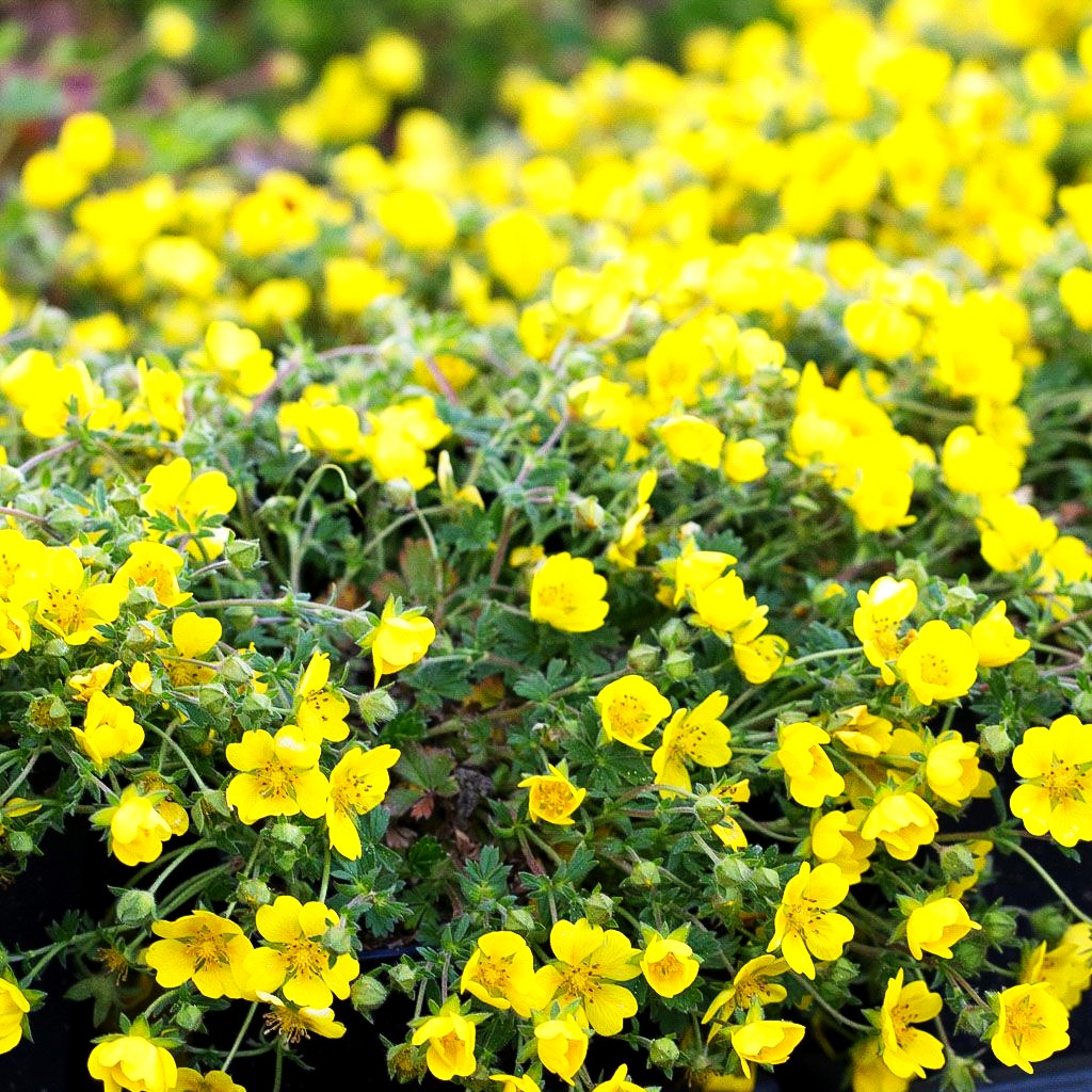 Frühlings-Fingerkraut (Potentilla neumanniana)