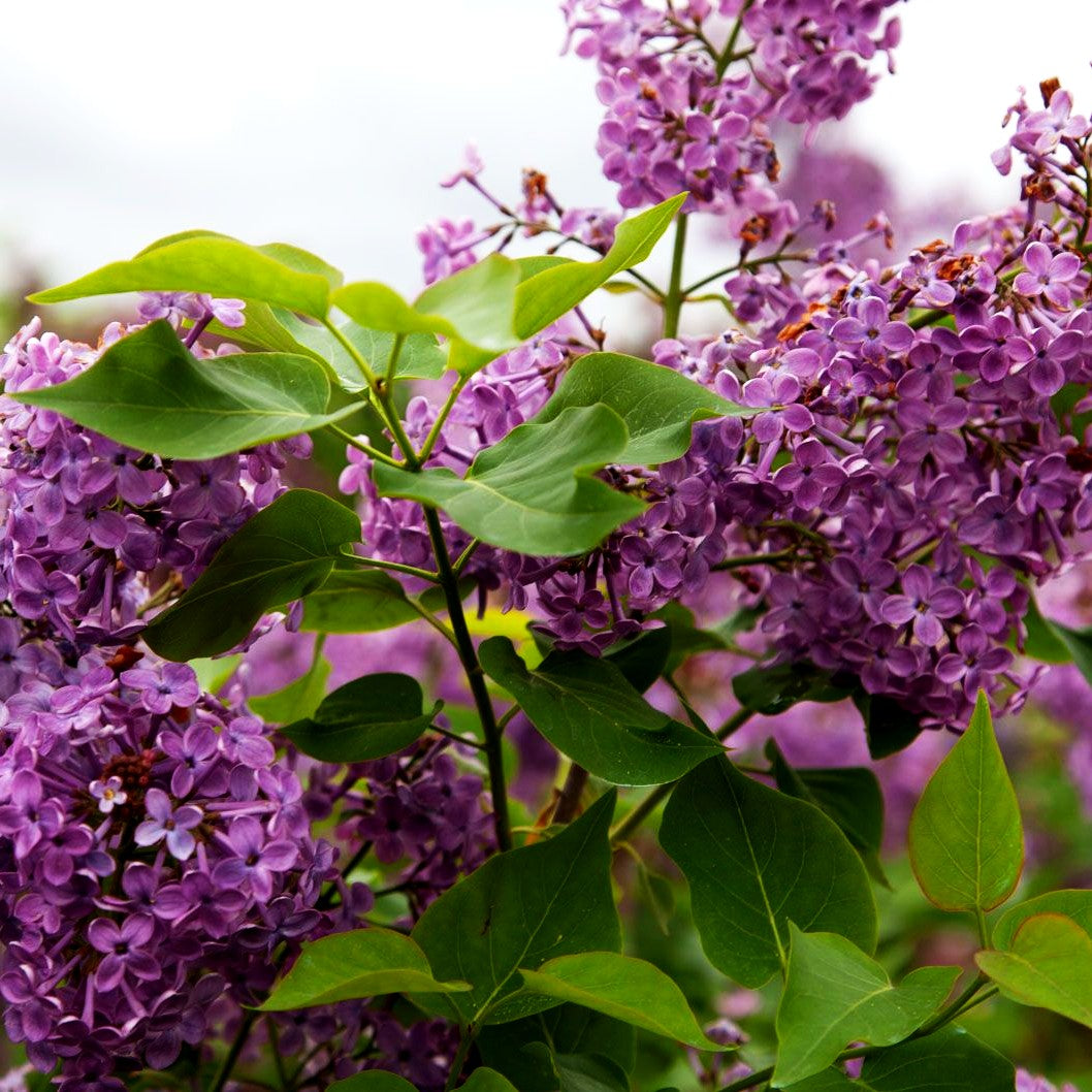 Frühlings-Flieder 'Pocahontas' (Syringa x hyacinthiflora)