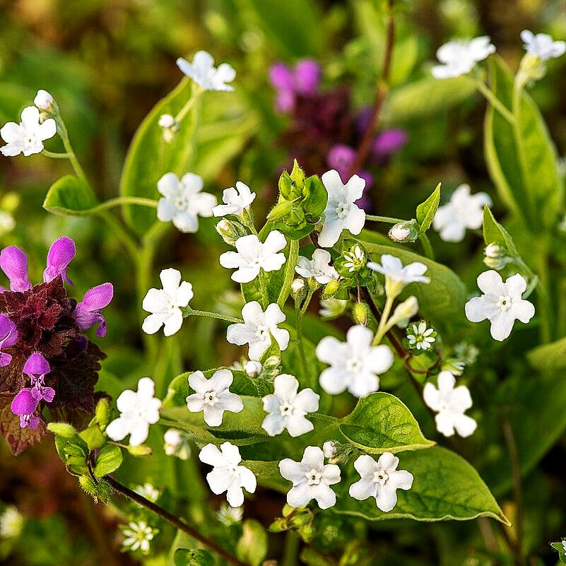 Frühlings-Gedenkemein 'Alba' (Omphalodes verna)
