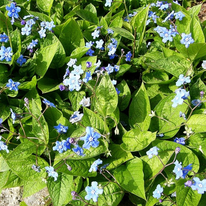 Frühlings-Gedenkemein (Omphalodes verna)