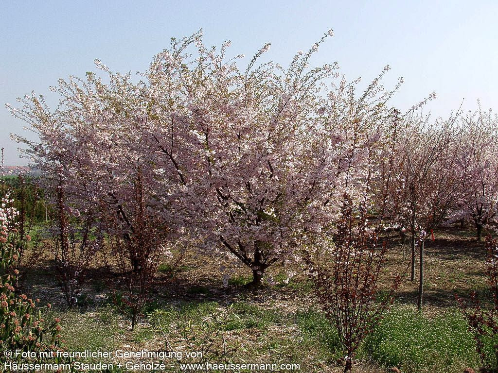 Frühlings-Kirsche 'Accolade' (Prunus Subhirtella-Grp.)