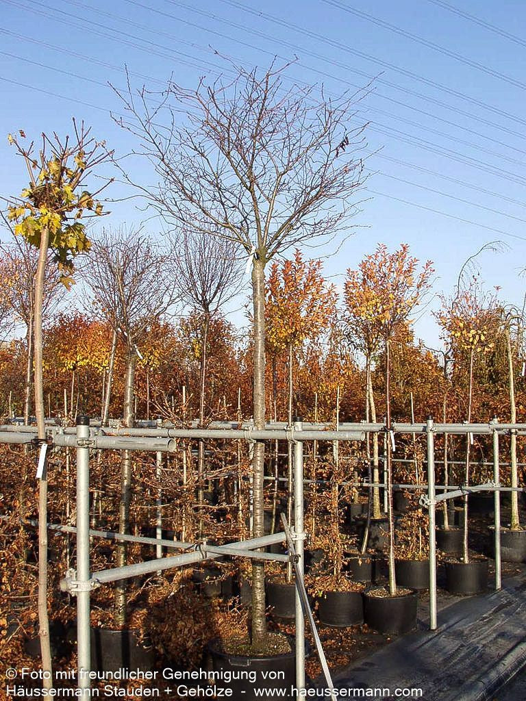Frühlings-Kirsche 'Accolade' (Prunus Subhirtella-Grp.)