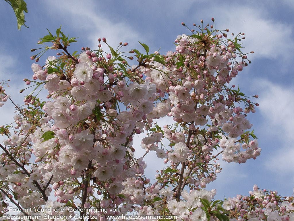 Frühlings-Kirsche 'Accolade' (Prunus Subhirtella-Grp.)