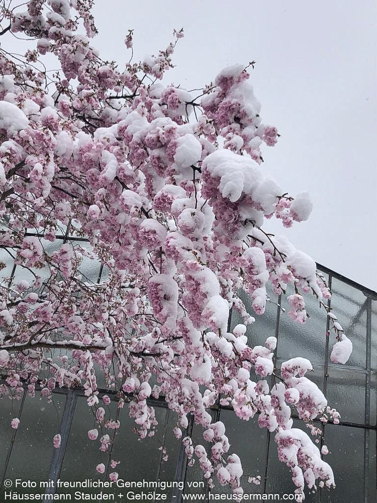 Frühlings-Kirsche 'Accolade' (Prunus Subhirtella-Grp.)