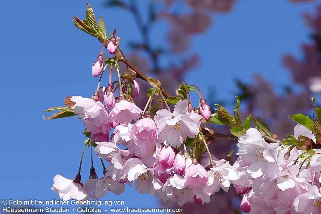 Frühlings-Kirsche 'Accolade' (Prunus Subhirtella-Grp.)