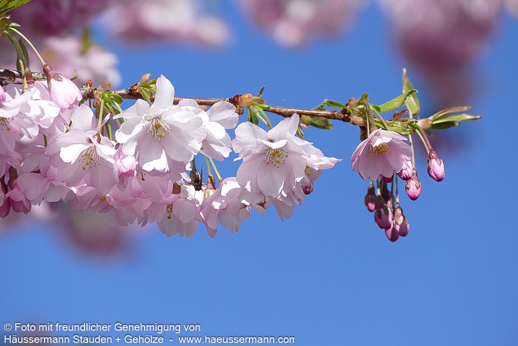 Frühlings-Kirsche 'Accolade' (Prunus Subhirtella-Grp.)