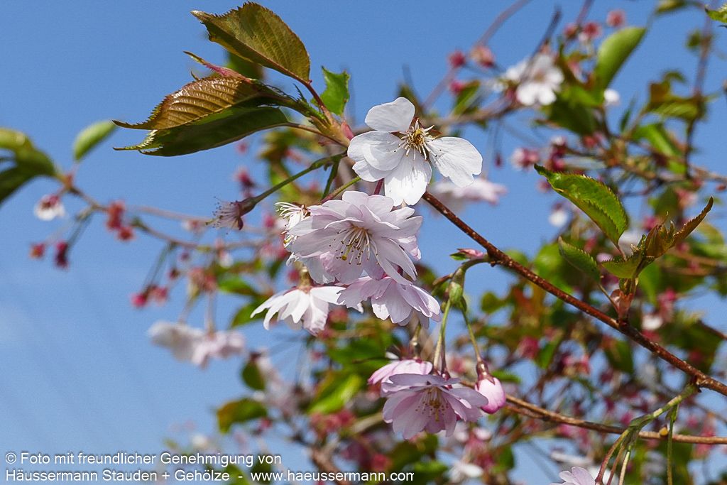 Frühlings-Kirsche 'Accolade' (Prunus Subhirtella-Grp.)