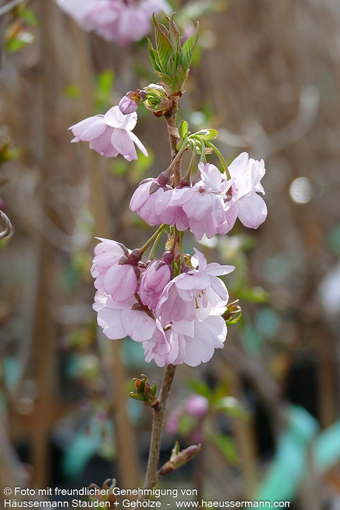 Frühlings-Kirsche 'Accolade' (Prunus Subhirtella-Grp.)