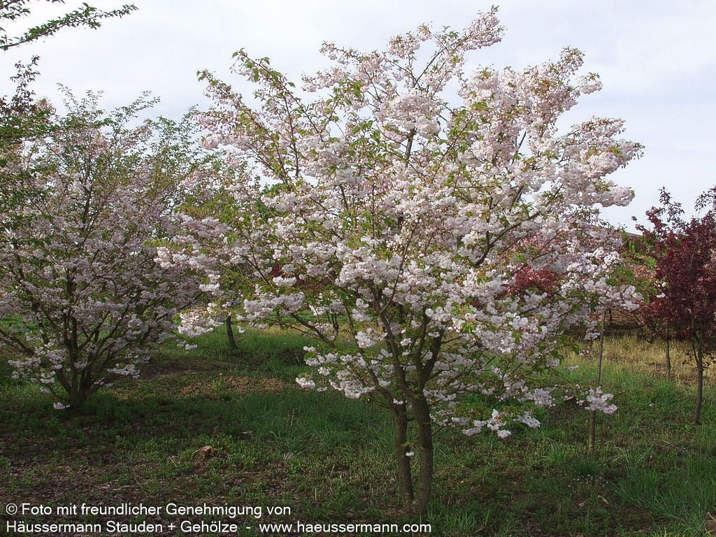 Frühlings-Kirsche 'Accolade' (Prunus Subhirtella-Grp.)