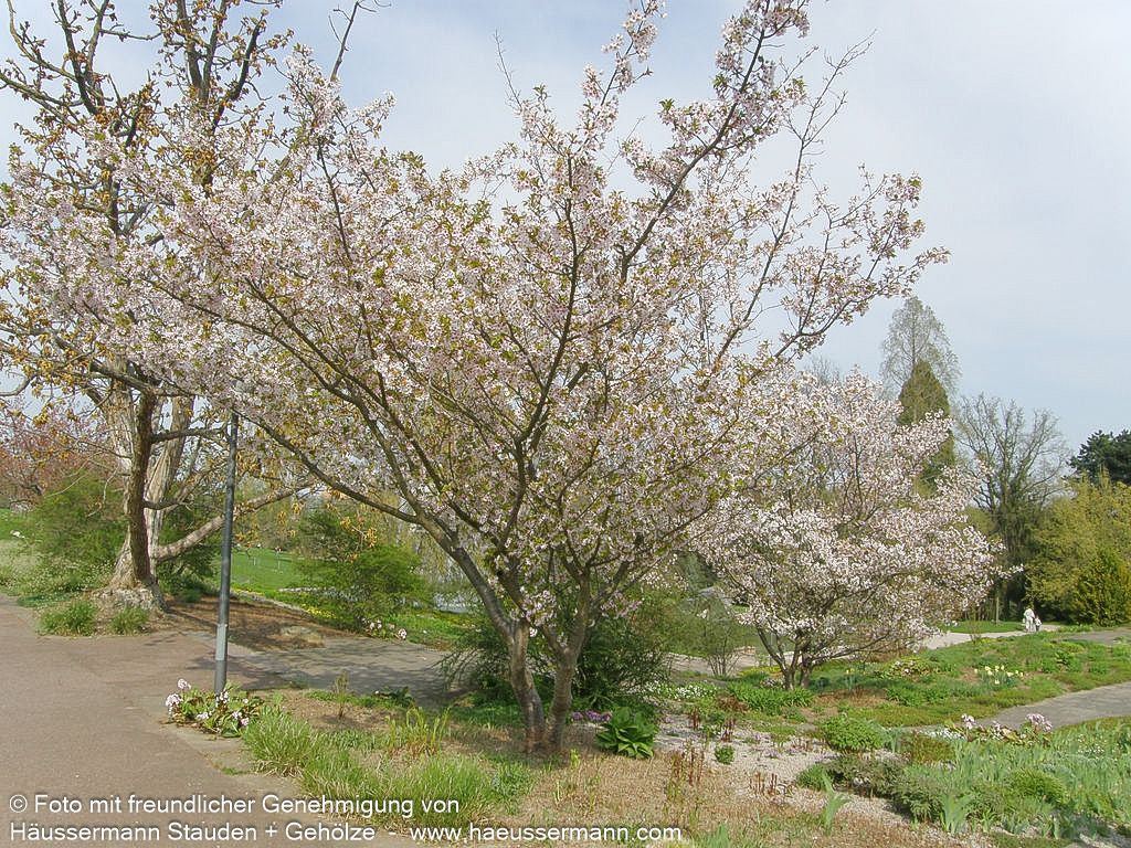 Frühlings-Kirsche 'Accolade' (Prunus Subhirtella-Grp.)