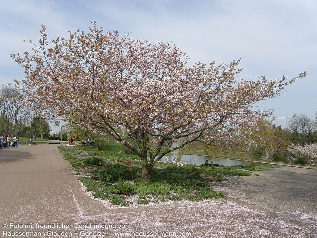Frühlings-Kirsche 'Accolade' (Prunus Subhirtella-Grp.)