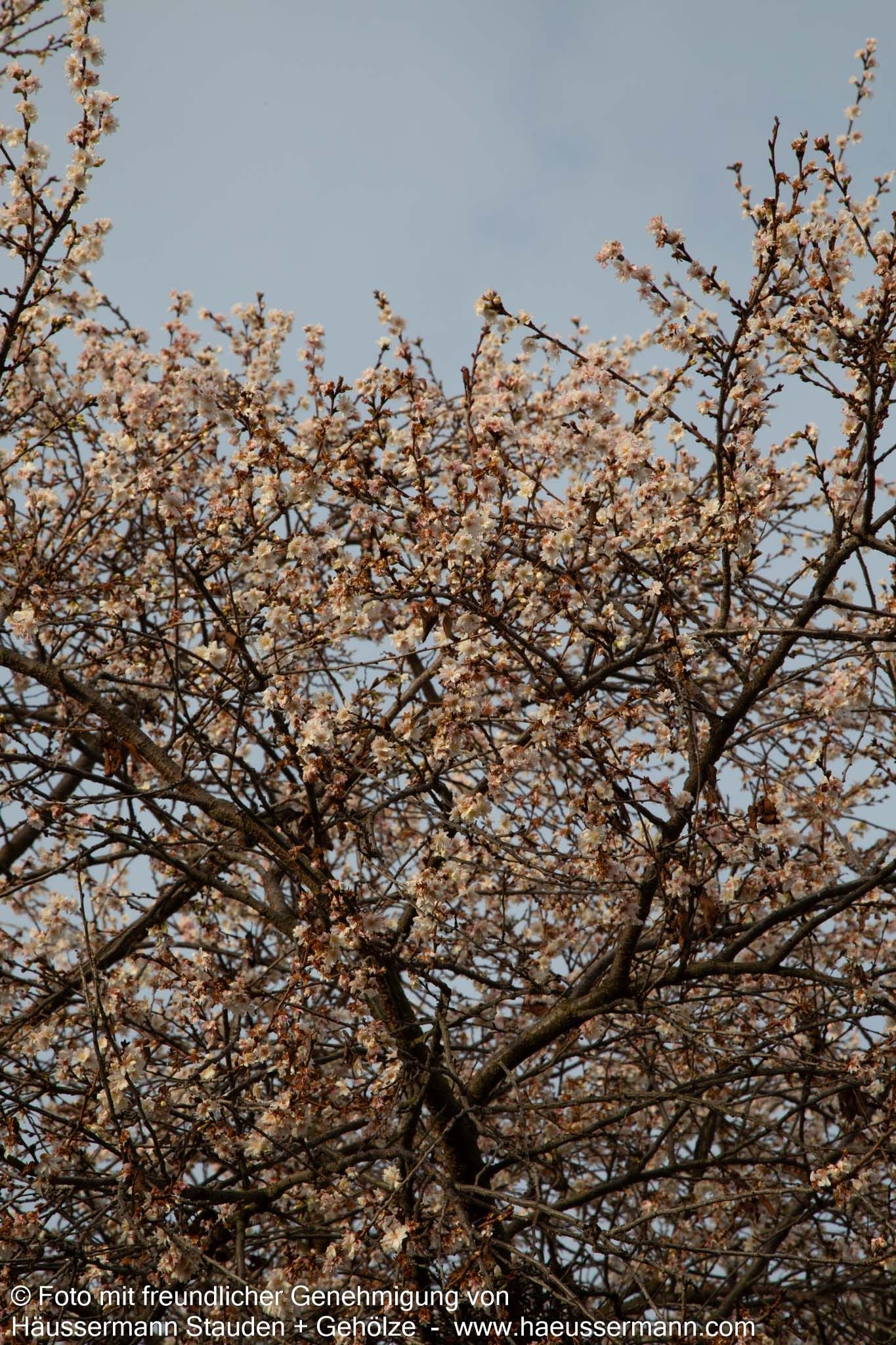 Frühlings-Kirsche 'Autumnalis' (Prunus subhirtella)