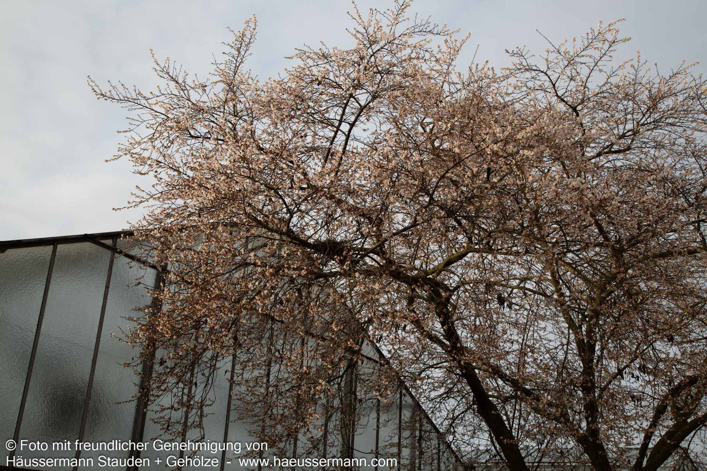 Frühlings-Kirsche 'Autumnalis' (Prunus subhirtella)