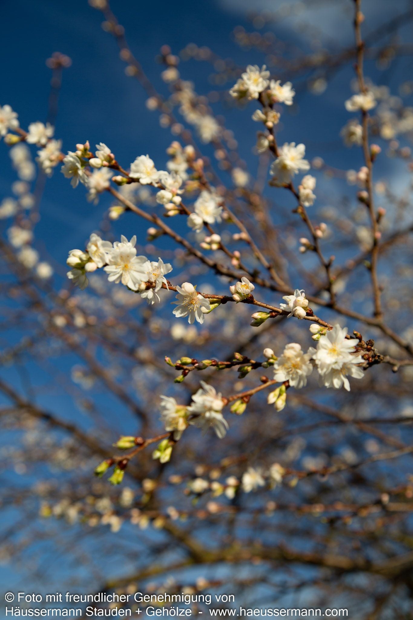 Frühlings-Kirsche 'Autumnalis' (Prunus subhirtella)