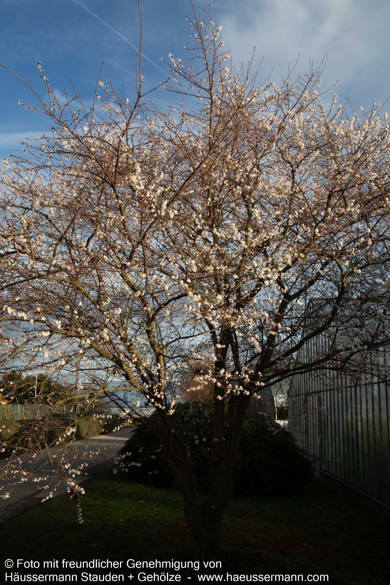 Frühlings-Kirsche 'Autumnalis' (Prunus subhirtella)