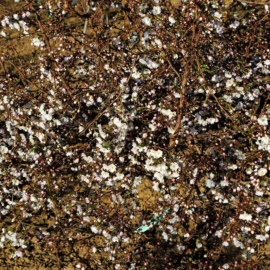 Frühlings-Kirsche 'Hally Jolivette' (Prunus Subhirtella-Grp.)