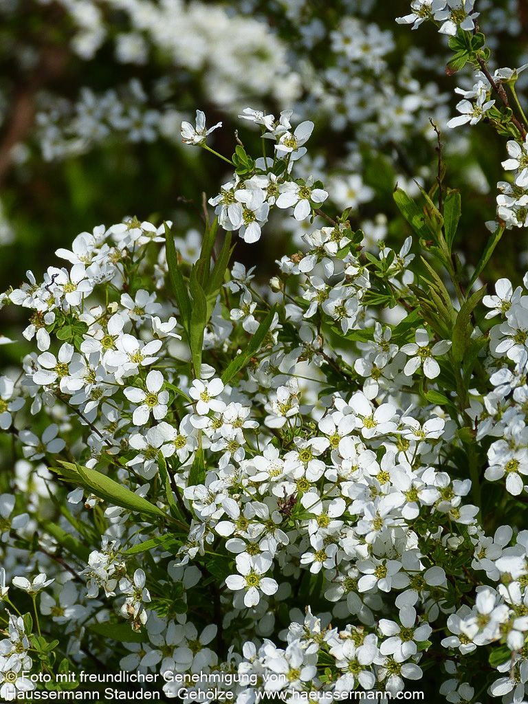 Frühlings-Spiere (Spiraea thunbergii)