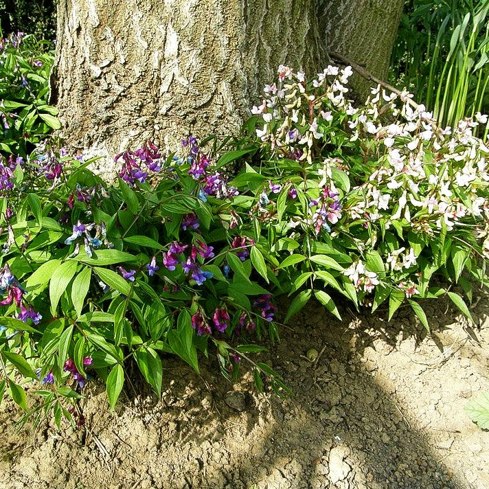 Frühlings-Wicke (Lathyrus vernus)