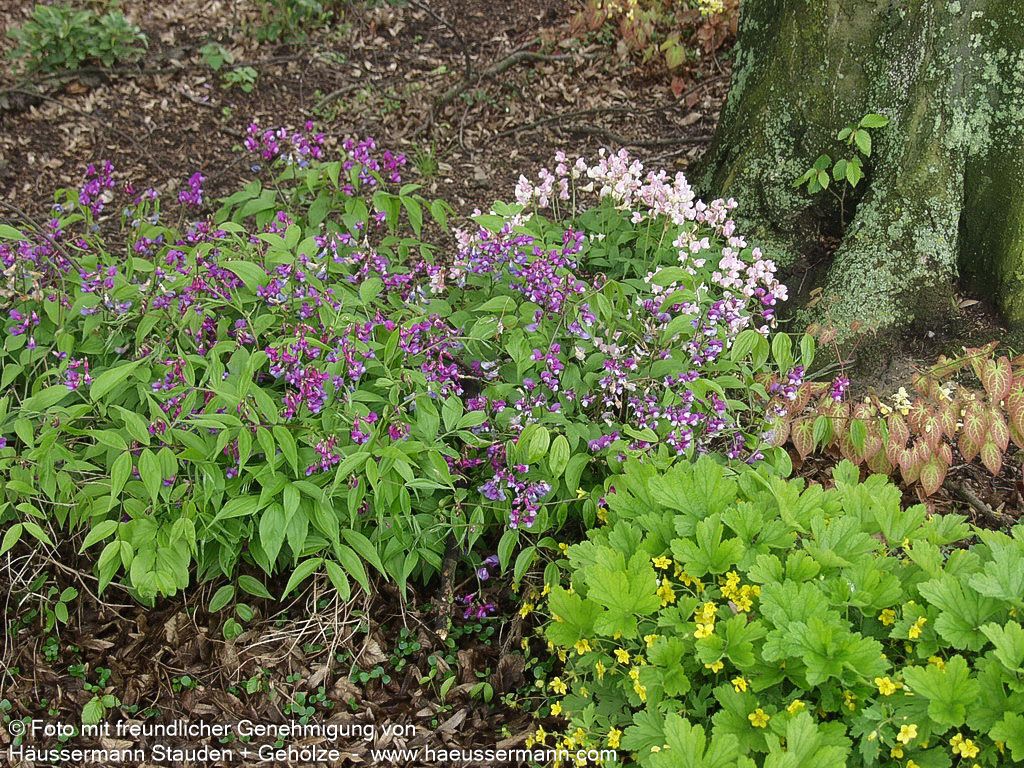 Frühlings-Wicke (Lathyrus vernus)