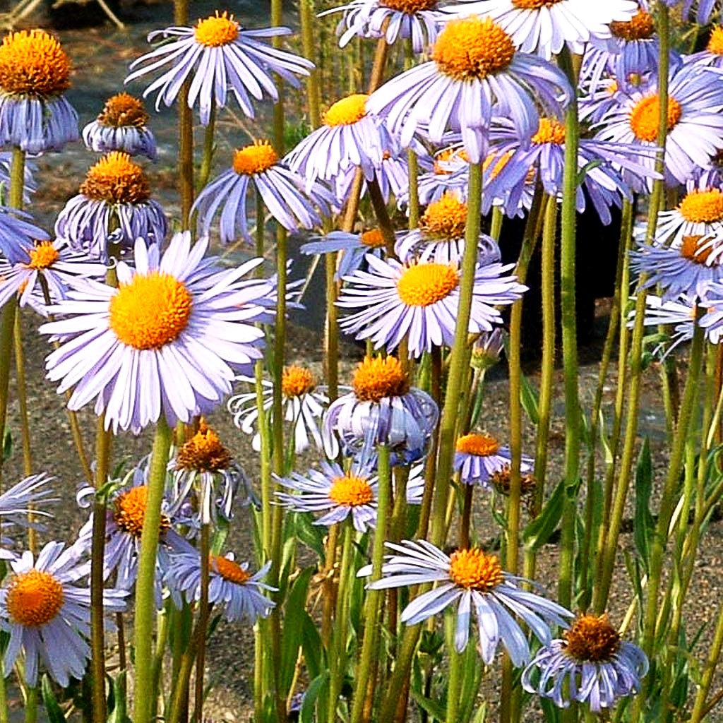Frühsommer-Aster 'Wartburgstern' (Aster tongolensis)