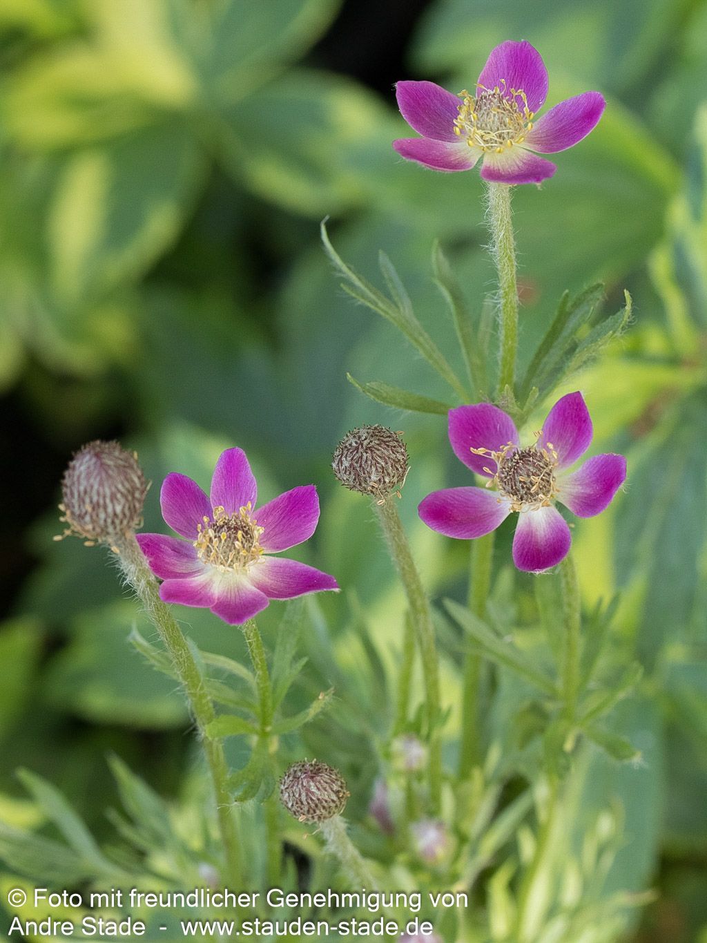 Frühsommer-Windröschen 'Rubra' (Anemone multifida)