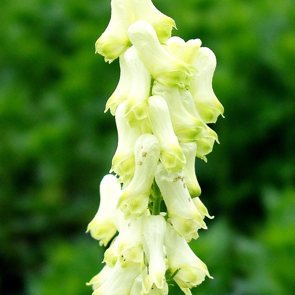 Fuchs-Eisenhut (Aconitum vulparia)