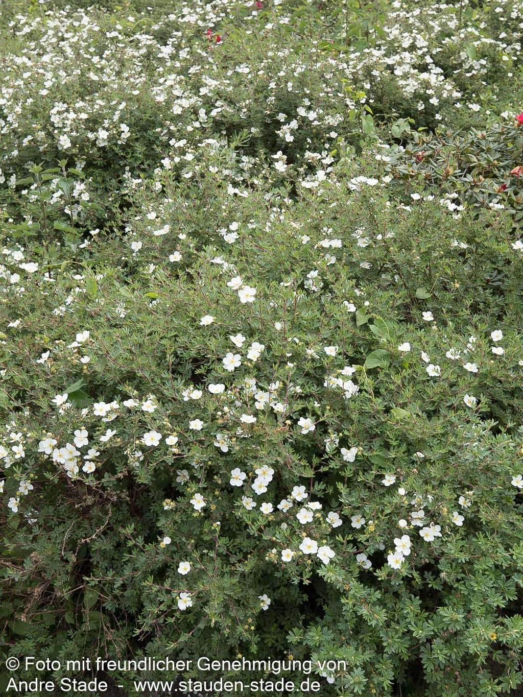 Fünffingerstrauch 'Abbotswood' (Potentilla fruticosa)