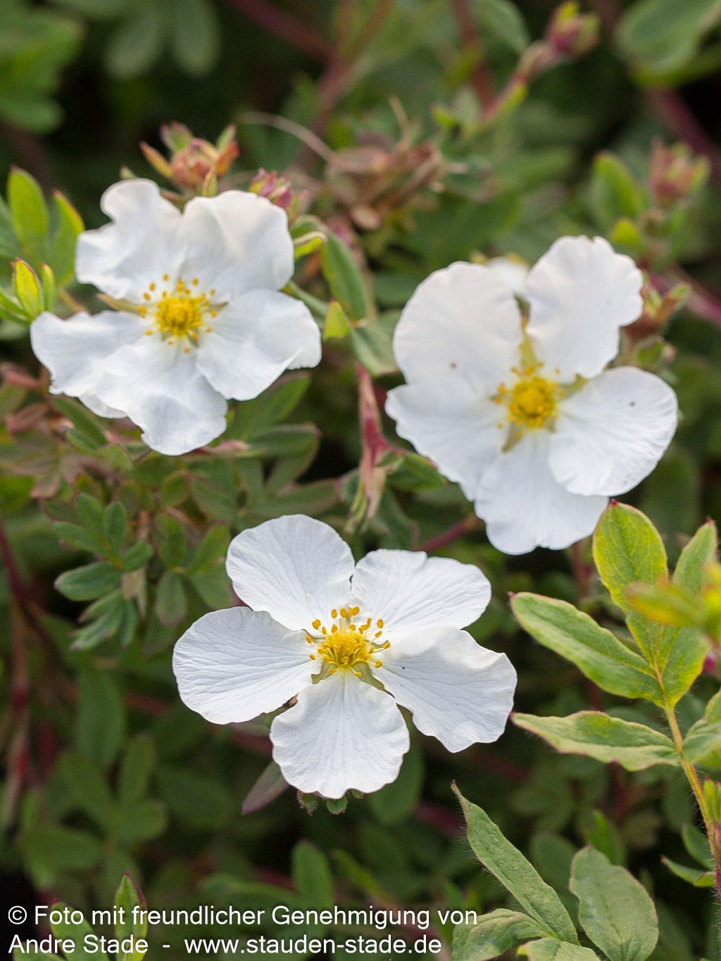 Fünffingerstrauch 'Abbotswood' (Potentilla fruticosa)