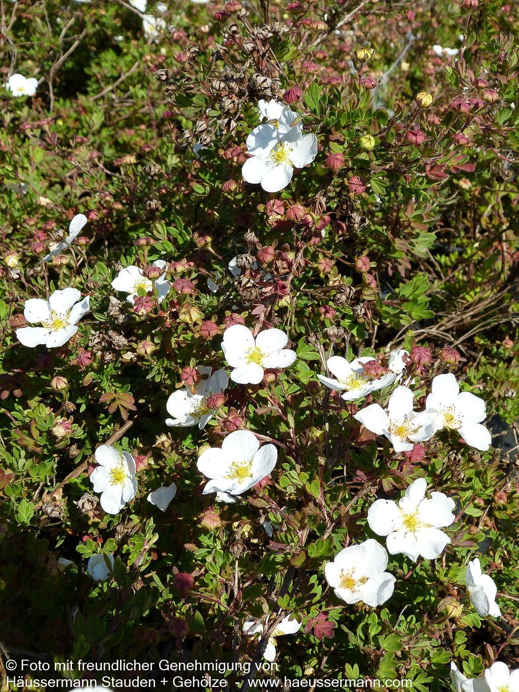 Fünffingerstrauch 'Abbotswood' (Potentilla fruticosa)