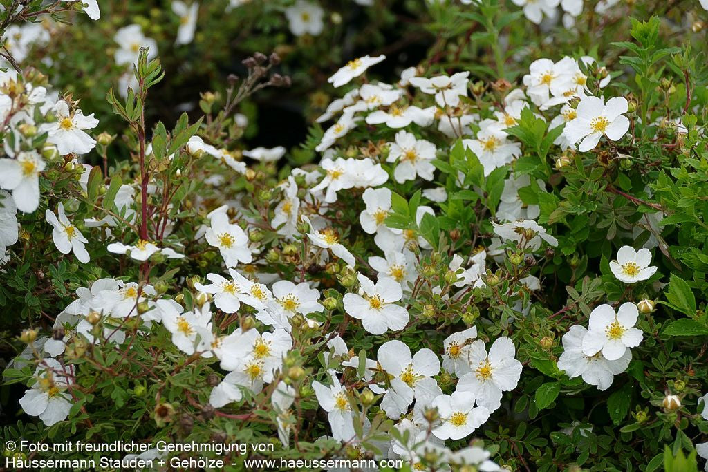 Fünffingerstrauch 'Abbotswood' (Potentilla fruticosa)