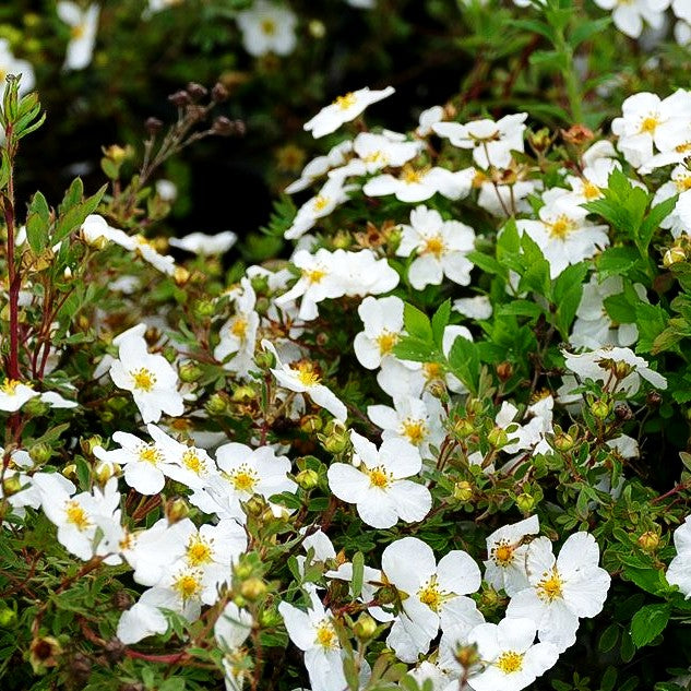 Fünffingerstrauch 'Abbotswood' (Potentilla fruticosa)