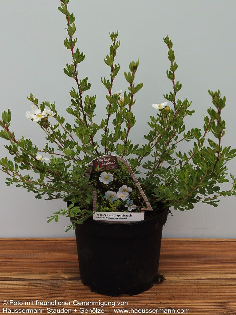 Fünffingerstrauch 'Abbotswood' (Potentilla fruticosa)
