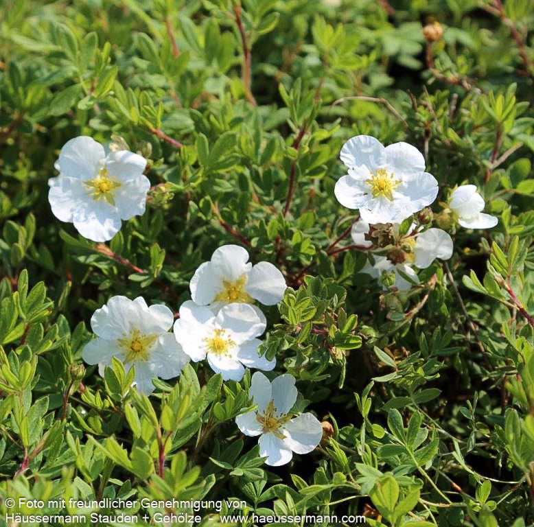 Fünffingerstrauch 'Abbotswood' (Potentilla fruticosa)