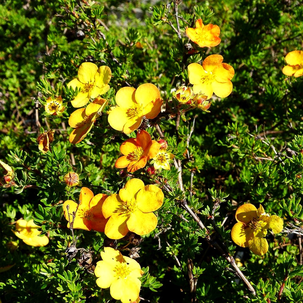 Fünffingerstrauch 'Annette' (Potentilla fruticosa)