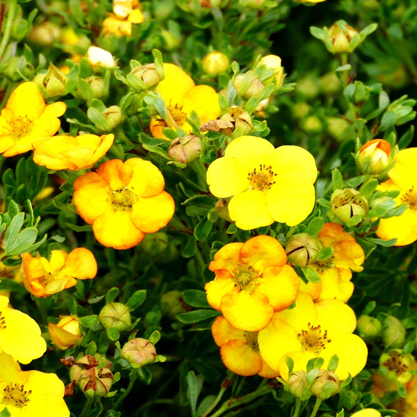 Fünffingerstrauch 'Bella Sol' (Potentilla fruticosa)