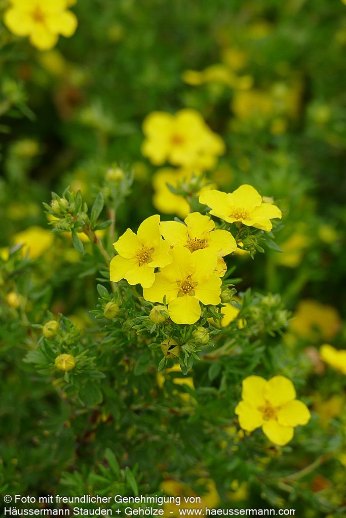 Fünffingerstrauch 'Dakota Sunspot' (Potentilla fruticosa)
