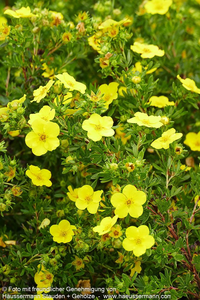 Fünffingerstrauch 'Dakota Sunspot' (Potentilla fruticosa)