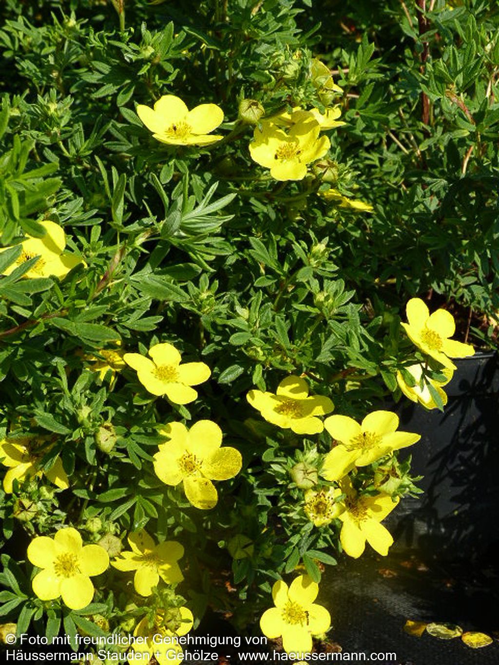 Fünffingerstrauch 'Goldfinger' (Potentilla fruticosa)