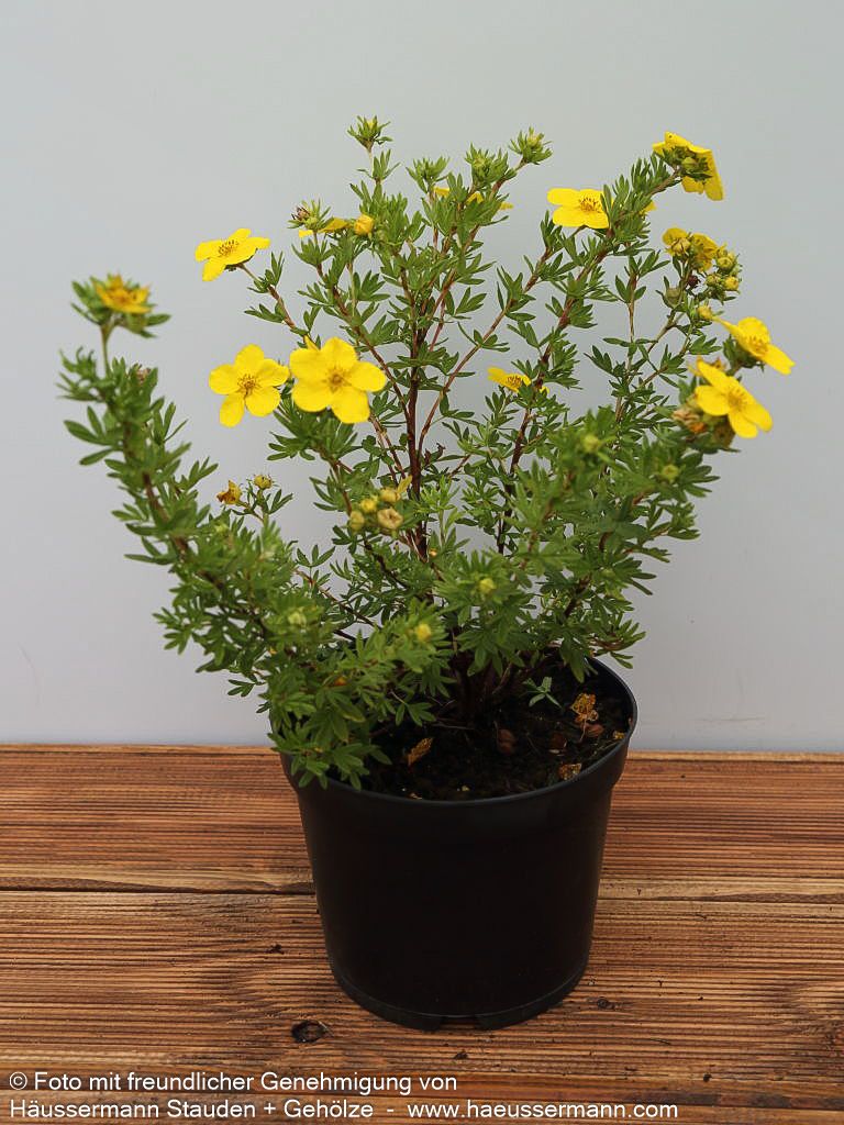 Fünffingerstrauch 'Goldfinger' (Potentilla fruticosa)