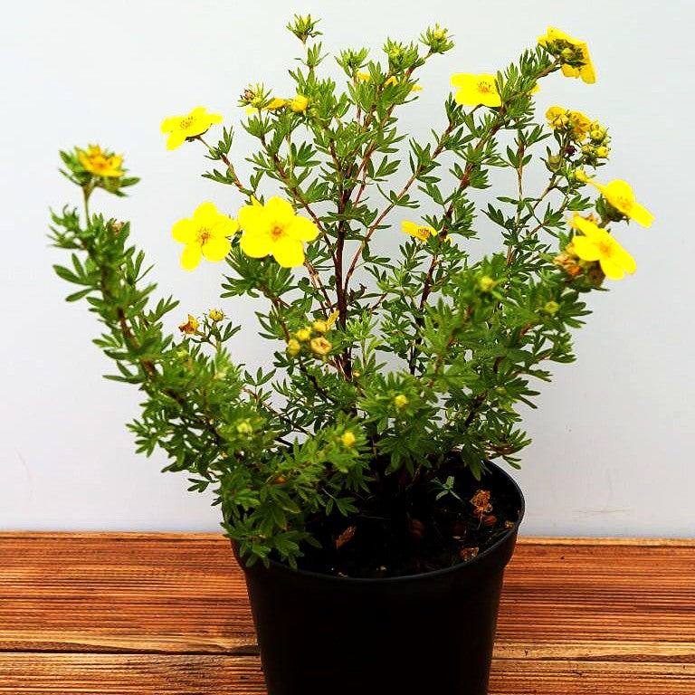 Fünffingerstrauch 'Goldfinger' (Potentilla fruticosa)