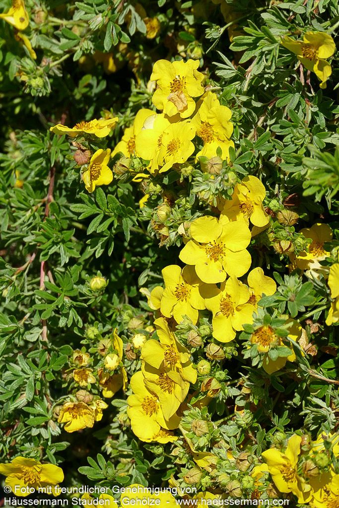 Fünffingerstrauch 'Goldteppich' (Potentilla fruticosa)